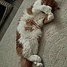cat, fluffy, orange, white, lying_down, carpet, indoor, paw, shy, playful, furniture, floor, tail, sleeping, cute, pet, cozy, resting, animal, relaxing