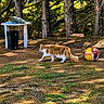 cat, orange_cat, white_cat, outdoor, forest, trees, sunlight, grass, ground, ball, avengers, toy, table, cushions, trash_bin, nature, animal, walking, daylight, leafy
