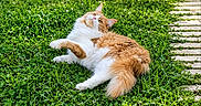 Doudou participe au concours pour gagner de l'argent avec cette photo : cat, fluffy_cat, orange_cat, white_cat, grass, greenery, outdoor, nature, lawn, pathway, wooden_path, pet, animal, relaxed, playful, fur, whiskers, paw, daylight, curious