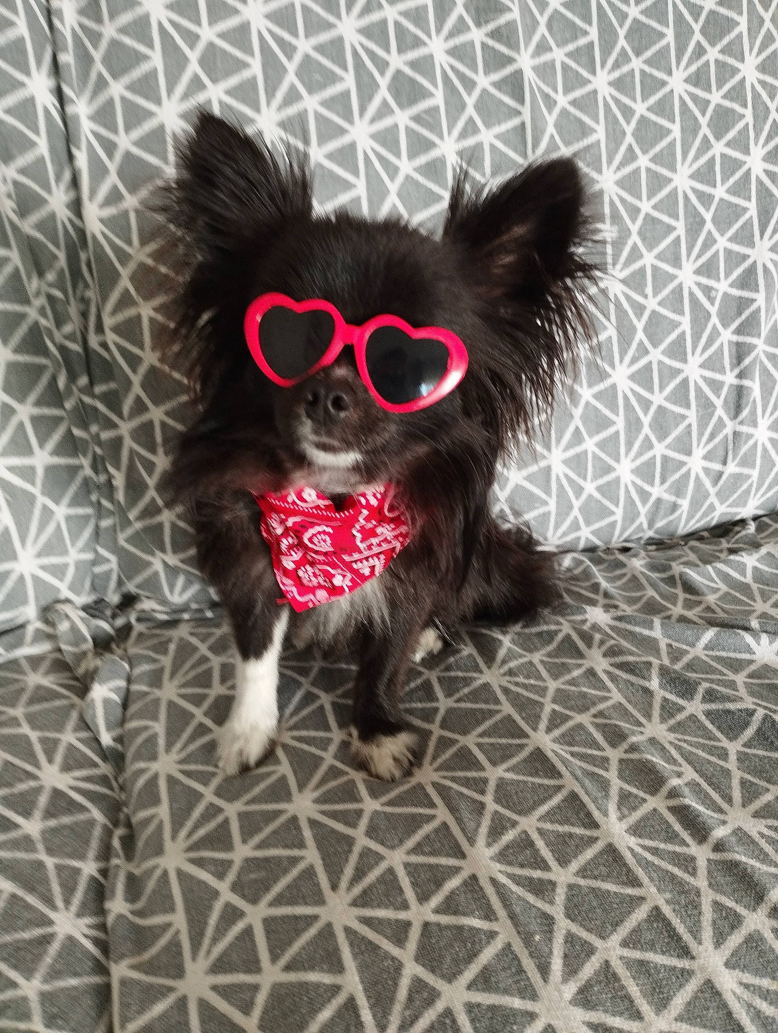 Timy participe au concours pour gagner de l'argent avec cette photo : canidae, carnivore, companion_dog, dog, dog_breed, dog_supply, dress, eyewear, fawn, flooring, glasses, grey, liver, snout, sporting_group, sunglasses, tail, toy_dog, whiskers, working_animal