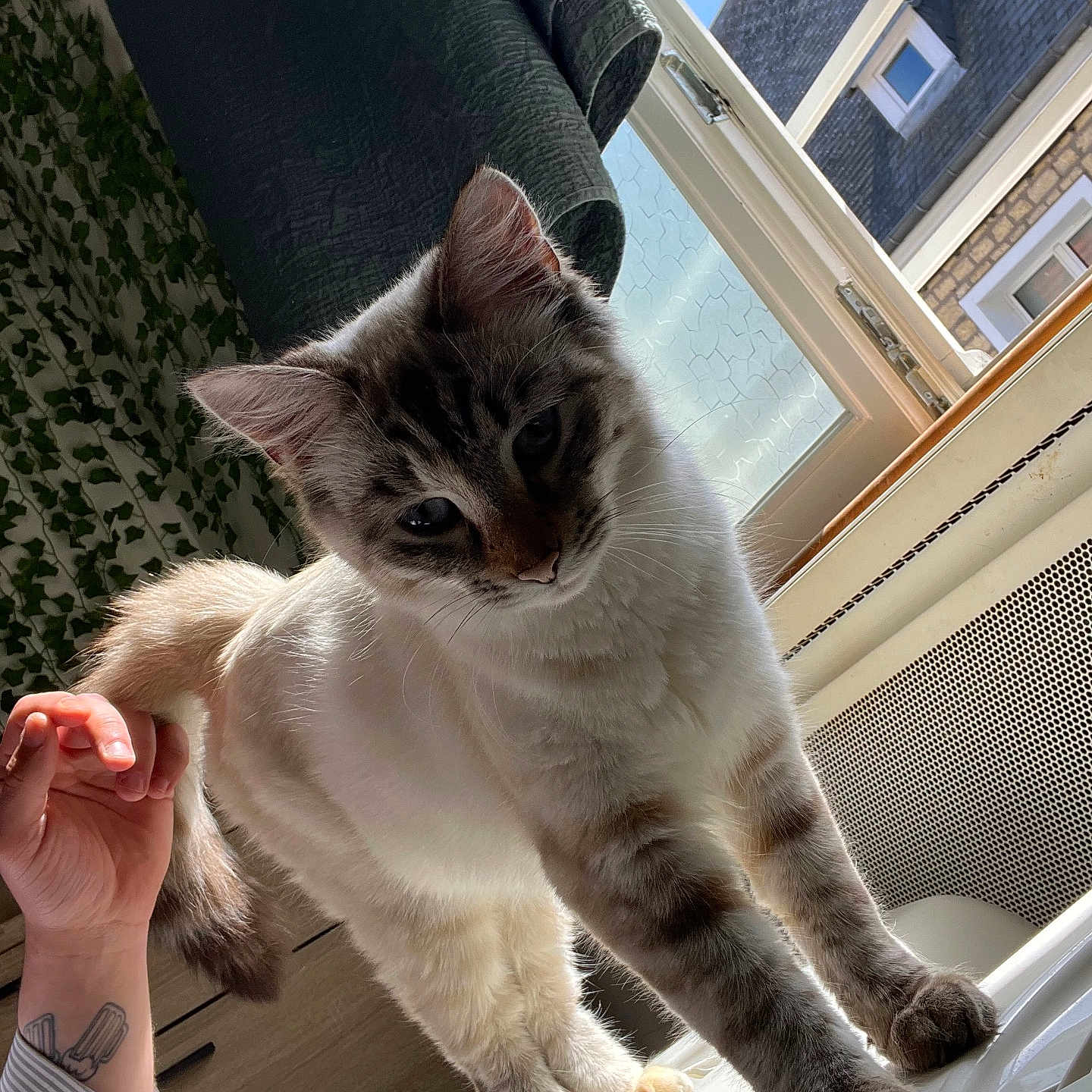 Flocon participe au concours pour gagner de l'argent avec cette photo : building, cat, curtain, domestic_animal, feline, furniture, hand, house, indoor, paw, pet, plant, sky, stretching, striped, sunlight, tattoo, white, window, wood