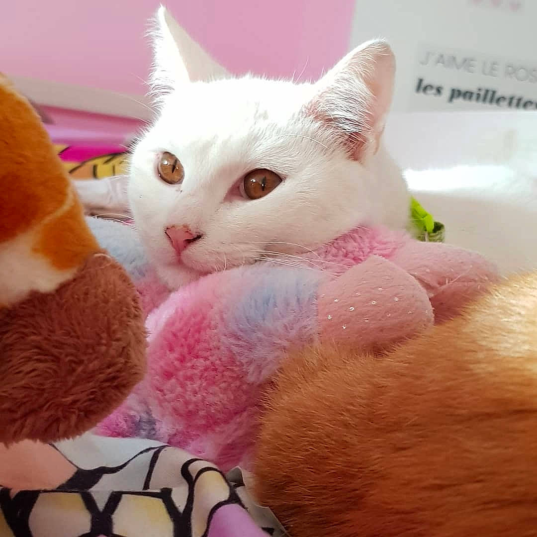 Miyuki a rejoint le concours — aidez-le/la à gagner de superbes lots ! carnivore, cat, cat_toy, domestic_short_haired_cat, felidae, fur, paw, peach, pet_supply, pink, small_to_medium_sized_cats, snout, thread, whiskers