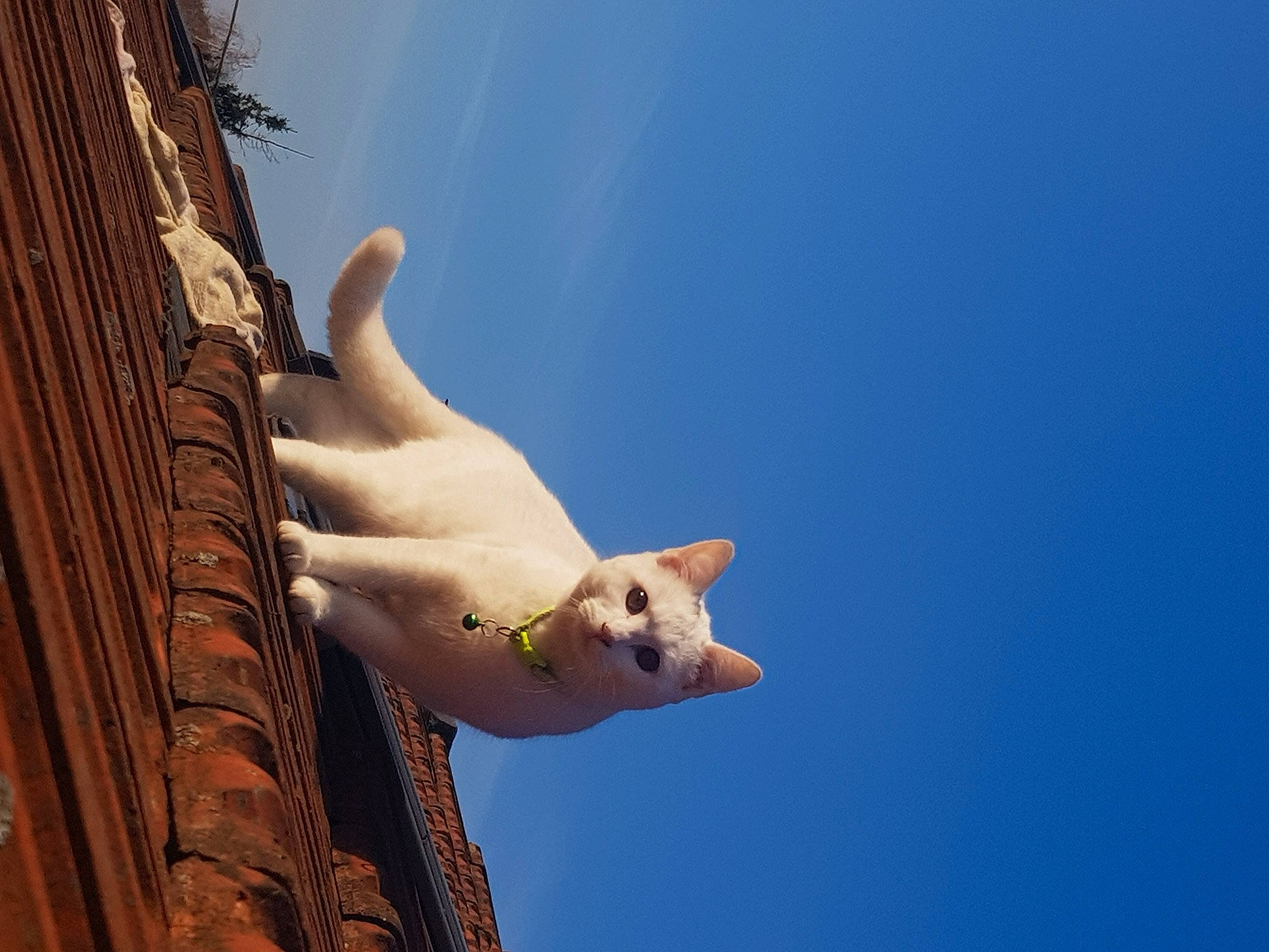 Miyuki participe au concours pour gagner de l'argent avec cette photo : finger, gesture, nail, thumb, toy, wrist