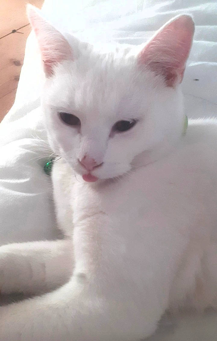 Miyuki a rejoint le concours — aidez-le/la à gagner de superbes lots ! carnivore, cat, felidae, fur, small_to_medium_sized_cats, snout, terrestrial_animal, turkish_angora, vertebrate, whiskers, white