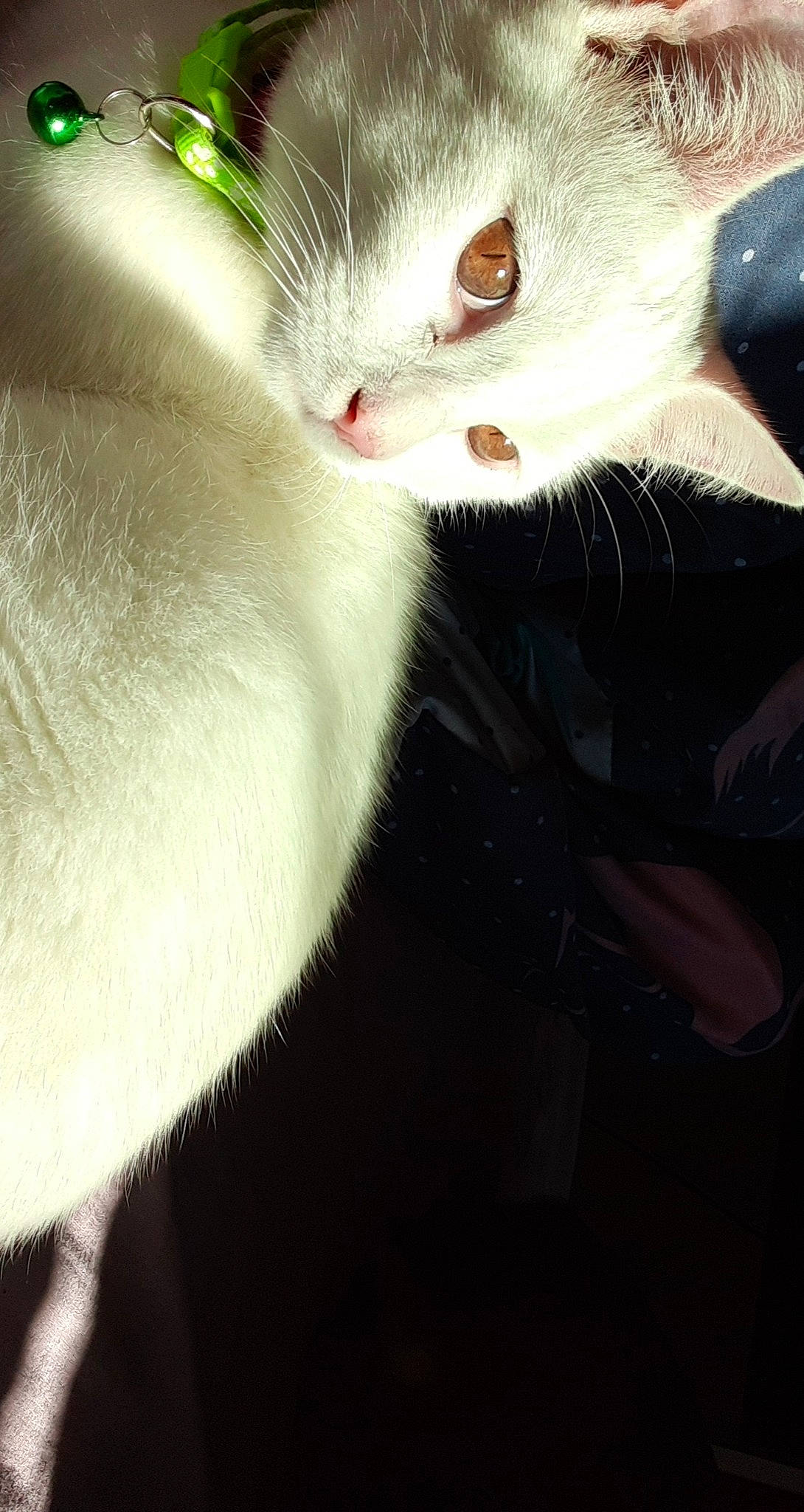 Miyuki participe au concours pour gagner de l'argent avec cette photo : carnivore, cat, curious, domestic_short_haired_cat, felidae, fur, small_to_medium_sized_cats, snout, tongue, vertebrate, whiskers