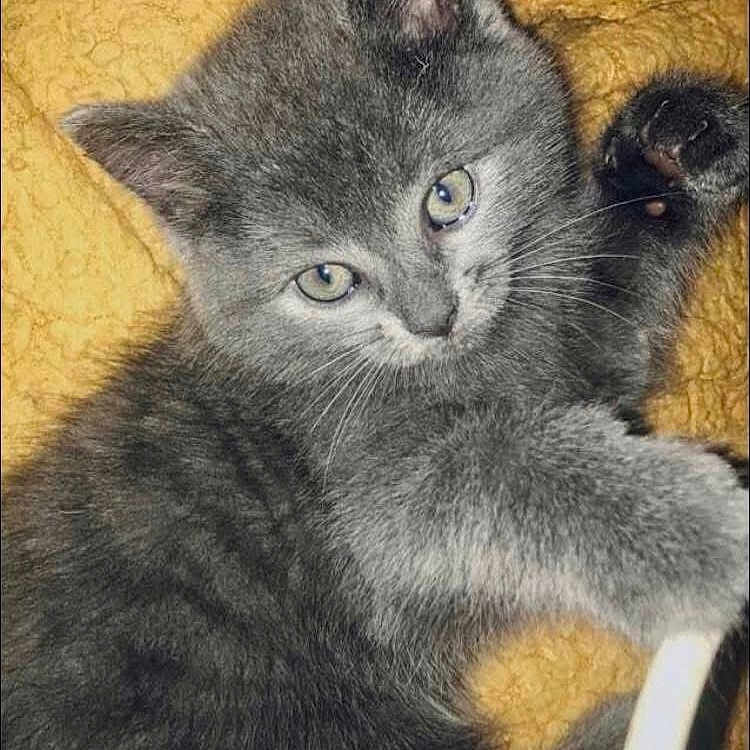 Misty is registered to the contest to win money with this photo: abyssinian, angora, animal, blackcat, brasssection, cat, egyptiancat, gray, horn, kitten, manx, musicalinstrument, pet