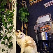 Chanel participe au concours pour gagner de l'argent avec cette photo : cat, coffee_maker, counter, decor, domestic_animal, feline, greenery, hanging_plant, houseplant, indoor, kitchen, orange_and_white_cat, pet, pinup_girl, plant, relaxed, retro_style, tabletop, vintage_sign, wall_decor