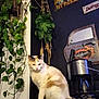 cat, coffee_maker, counter, decor, domestic_animal, feline, greenery, hanging_plant, houseplant, indoor, kitchen, orange_and_white_cat, pet, pinup_girl, plant, relaxed, retro_style, tabletop, vintage_sign, wall_decor