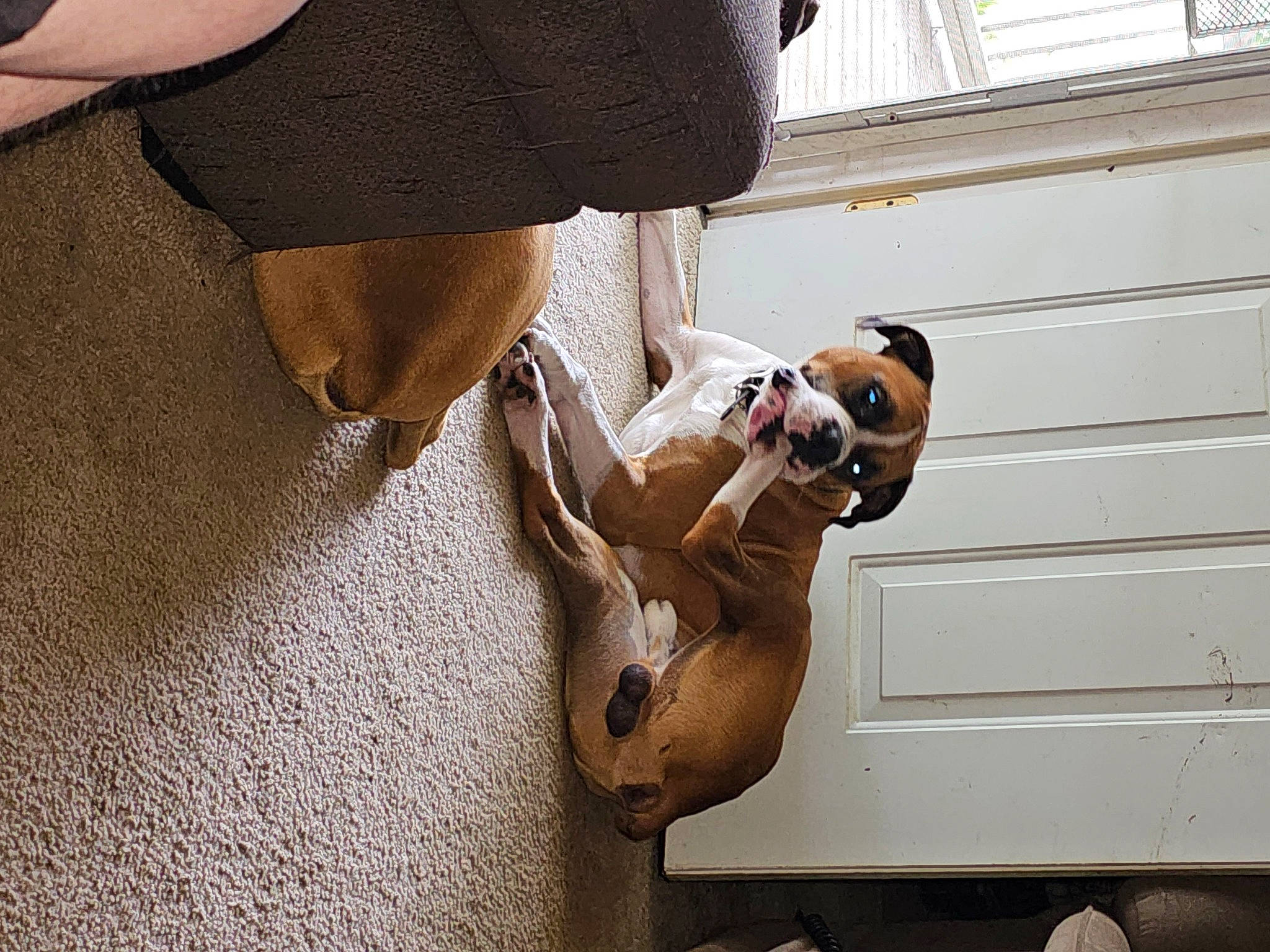 Junior is registered to the contest to win money with this photo: canidae, carnivore, comfort, companion_dog, dog, dog_breed, elbow, eyewear, fawn, flooring, hardwood, hat, human_leg, knee, room, sporting_group, thigh, toy, window, wood