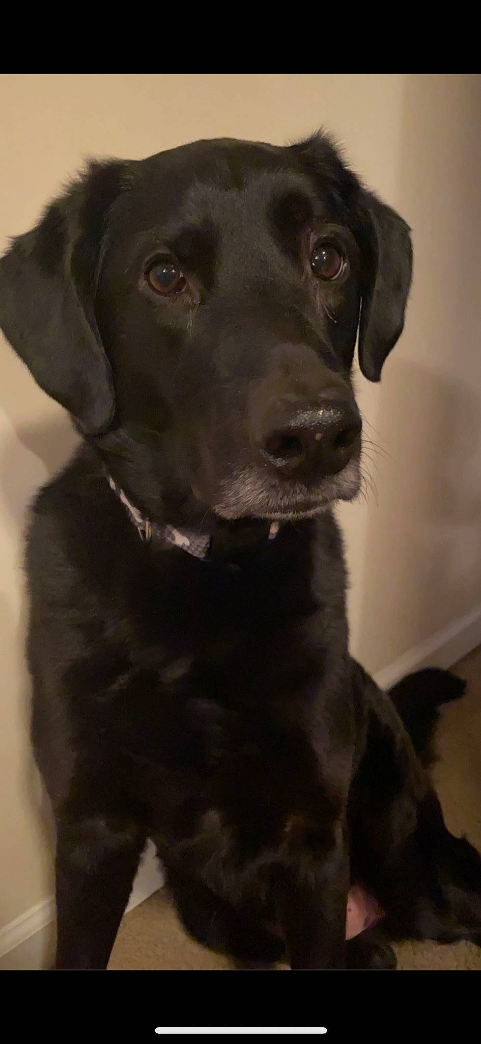 Milo is registered to the contest to win money with this photo: borador, carnivore, collar, companion_dog, dog, dog_breed, dog_collar, fur, gun_dog, hunting_dog, liver, monochrome, monochrome_photography, pet_supply, retriever, snout, sporting_group, whiskers, working_animal