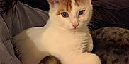Millie participe au concours pour gagner de l'argent avec cette photo : cat, pet, indoor, person, arm, furniture, radiator, guitar, white_cat, orange_cat, curious, cozy, relaxed, closeup, domestic, animal, companion, home, resting, cute