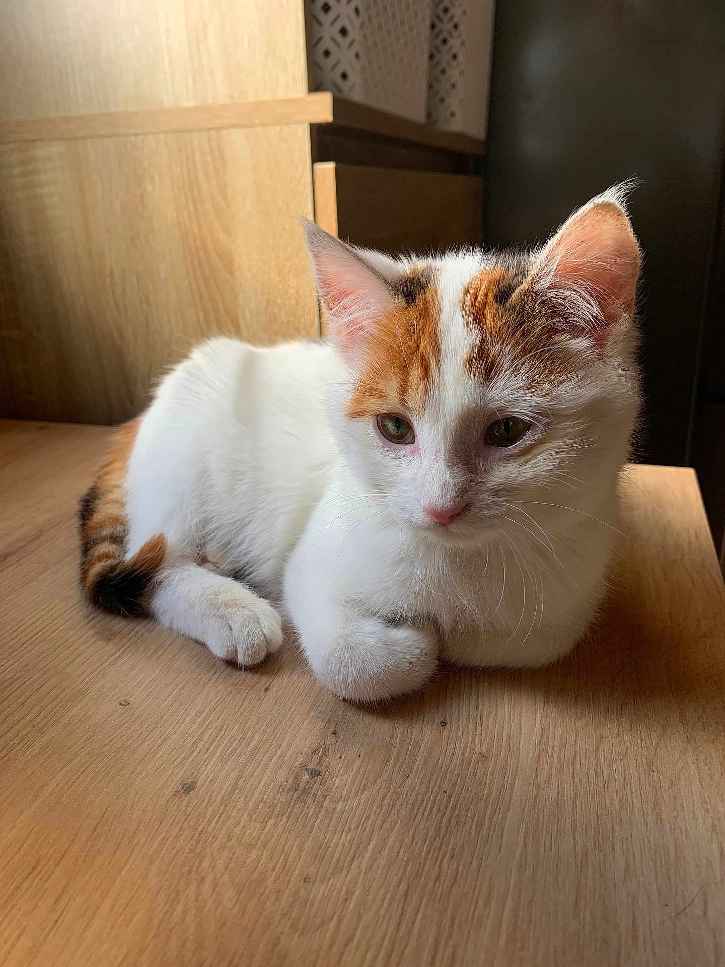 Millie participe au concours pour gagner de l'argent avec cette photo : cat, kitten, calico, animal, pet, fur, whiskers, ears, wood, table, indoor, light, shadow, cute, relaxed, mammal, small, domestic, feline, young