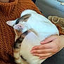 Millie participe au concours pour gagner de l'argent avec cette photo : cat, calico_cat, sleeping, curled_up, person, hand, brown_sweater, knitted_sweater, lap, cozy, indoor, couch, patterned_couch, basket, woven_basket, home, comfort, relaxation, feline, pet