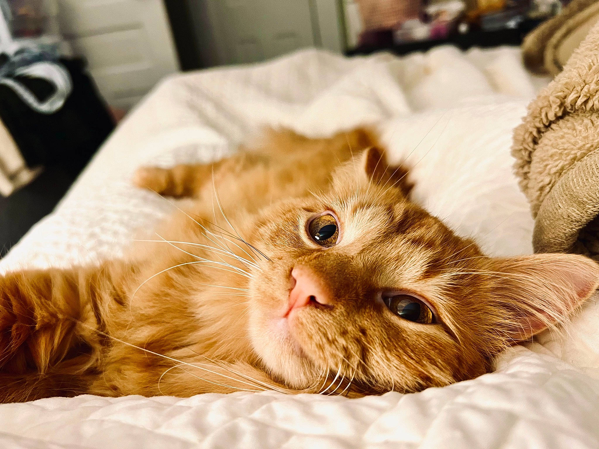 Milo is registered to the contest to win money with this photo: carnivore, cat, claw, comfort, domestic_short_haired_cat, ear, eye, fawn, felidae, fur, linens, nap, paw, room, sleep, small_to_medium_sized_cats, snout, whiskers, wood