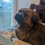Tanzie is registered to the contest to win money with this photo: dog, pet, indoor, blanket, window, fur, brown, animal, cozy, relaxed, looking_away, home, furniture, curtain, daylight, portrait, closeup, companion, domestic, resting