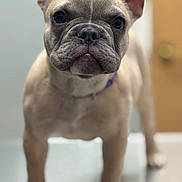 Mila joined the competition — help win amazing prizes! dog, french_bulldog, puppy, pet, animal, close_up, ears, snout, fur, collar, cute, indoor, looking_at_camera, curious, standing, young, mammal, domestic_animal, portrait, blurred_background