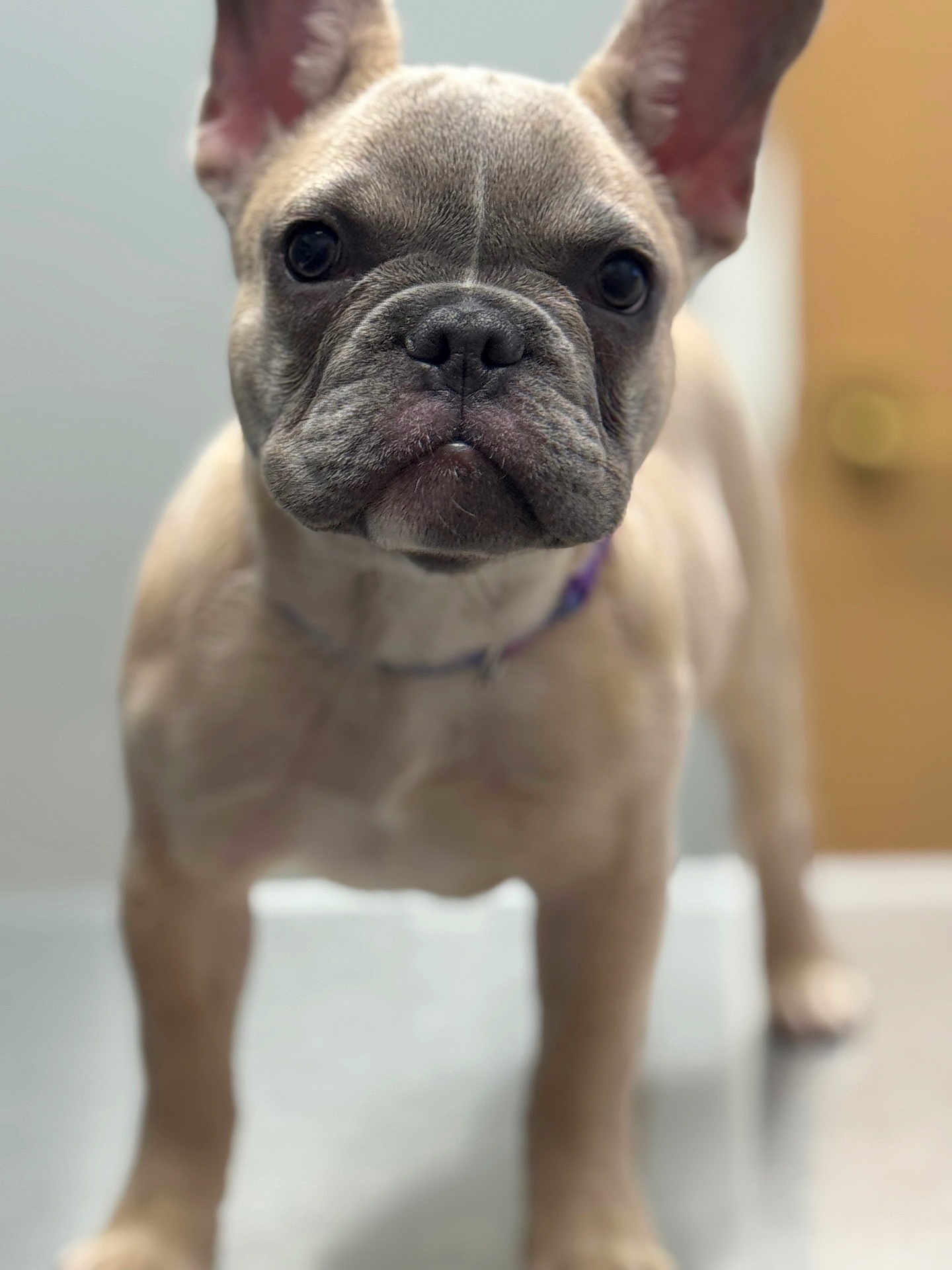 Mila