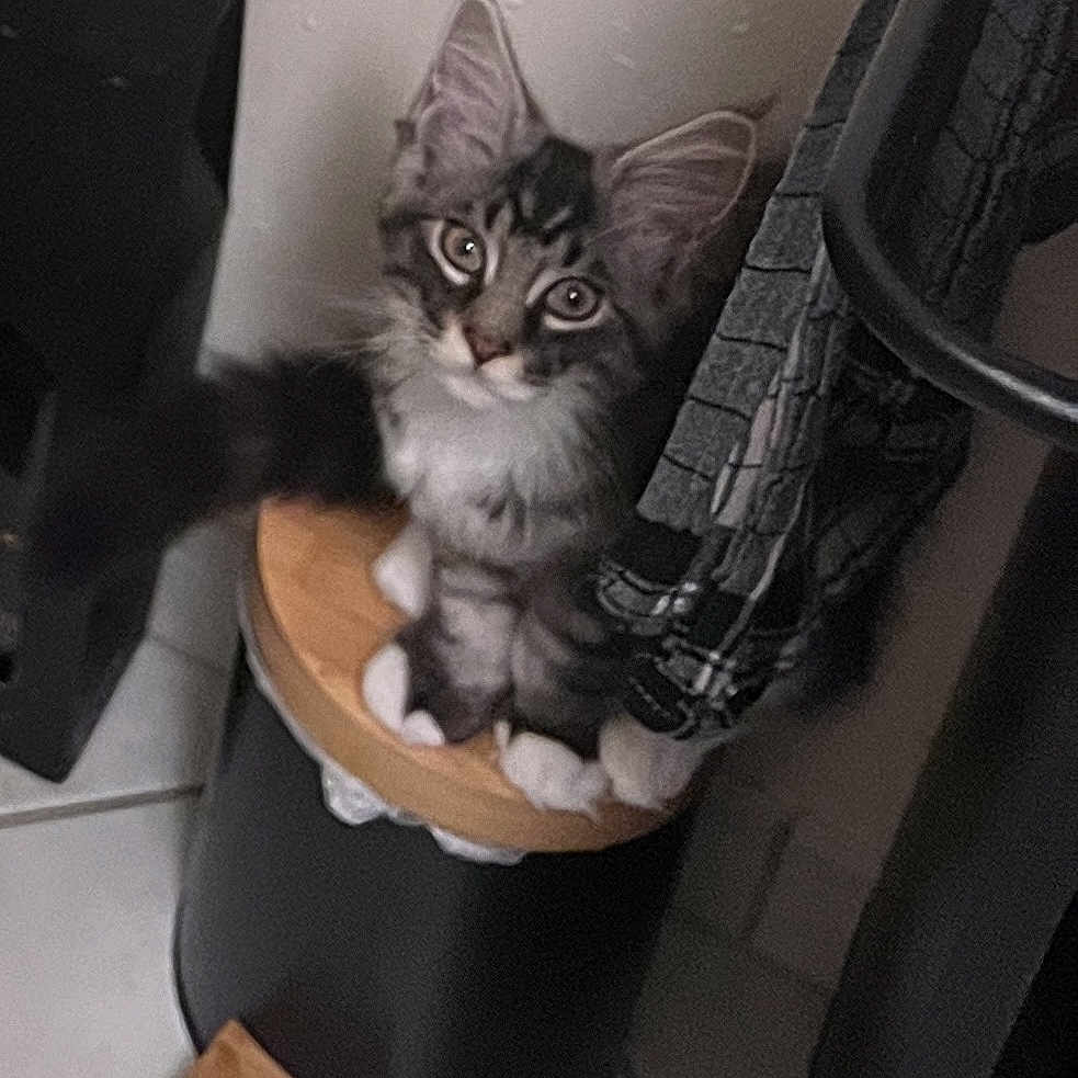 Vesgas participe au concours pour gagner de l'argent avec cette photo : abyssinian, angora, animal, bucket, can, cat, chair, cookware, drawer, furniture, indoors, kitten, manx, pet, plant, pottedplant, slate, tin, trashcan, wood
