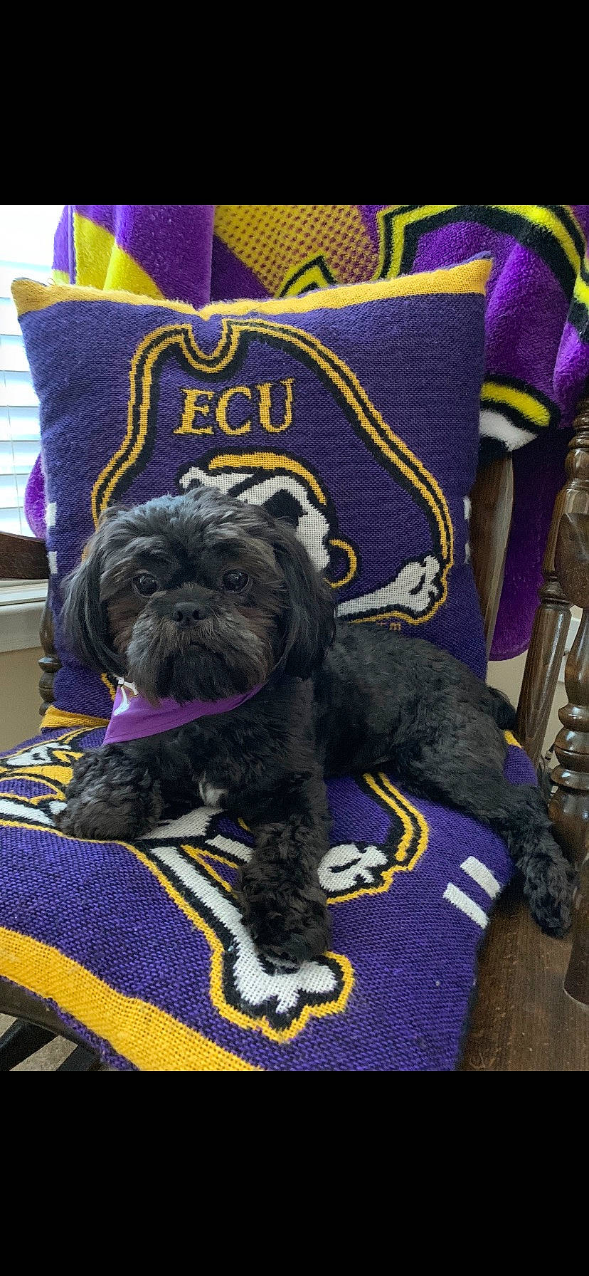 Winston joined the competition — help win amazing prizes! canidae, carnivore, companion_dog, dog, dog_breed, dog_supply, electric_blue, fashion_accessory, fawn, fur, linens, mammal, non_sporting_group, purple, snout, sporting_group, standard_schnauzer, toy_dog, vertebrate, working_animal