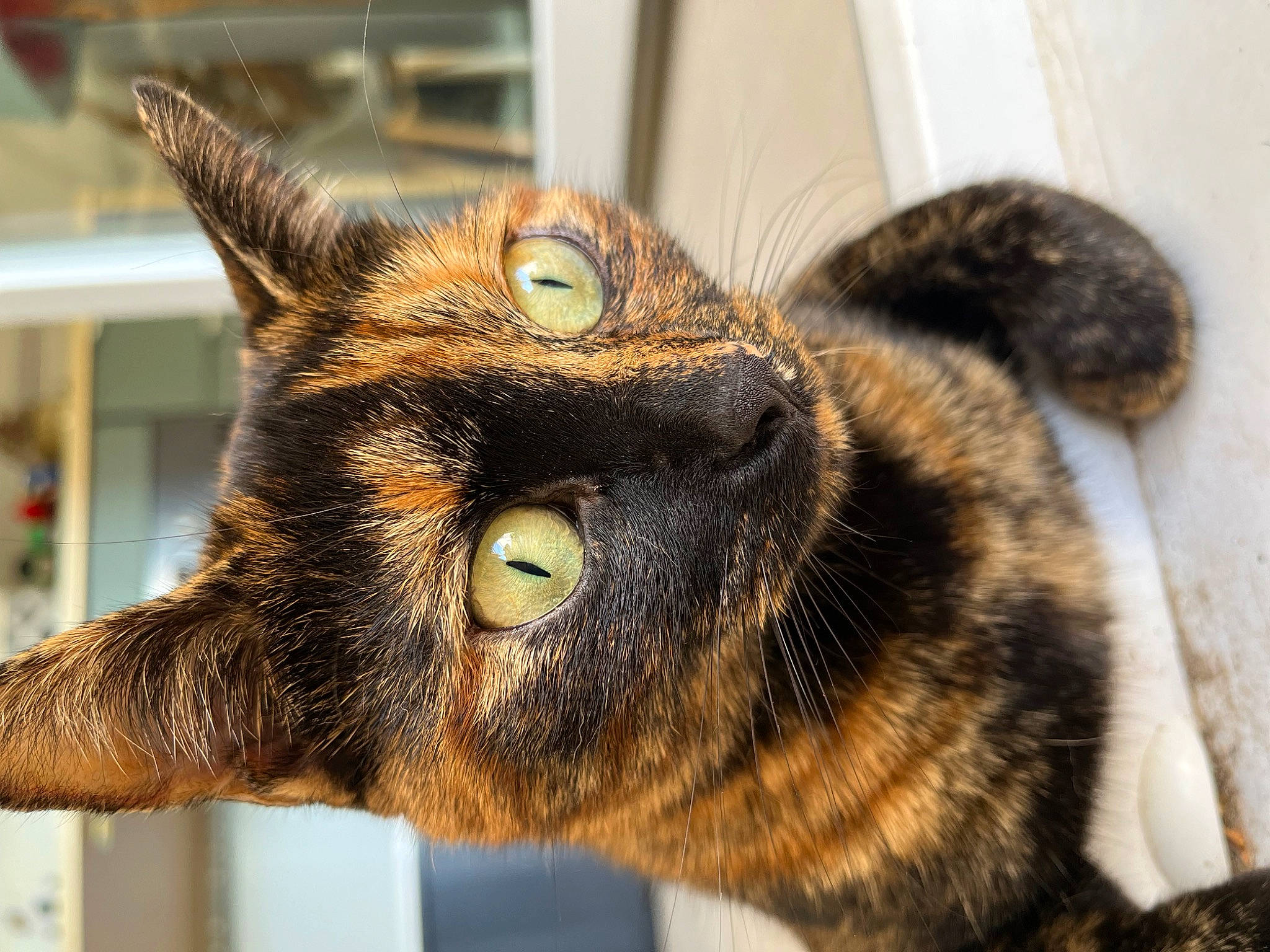 Nenelle a rejoint le concours — aidez-le/la à gagner de superbes lots ! carnivore, cat, domestic_short_haired_cat, ear, felidae, fur, metal, small_to_medium_sized_cats, snout, terrestrial_animal, whiskers, wildlife, window