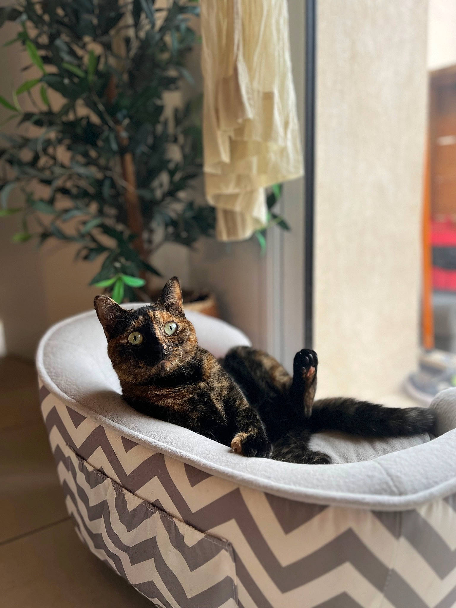 Nenelle participe au concours pour gagner de l'argent avec cette photo : carnivore, cat, comfort, domestic_short_haired_cat, felidae, fur, grey, hardwood, linens, living_room, pet_supply, plant, rectangle, room, small_to_medium_sized_cats, tail, tree, whiskers, window, wood