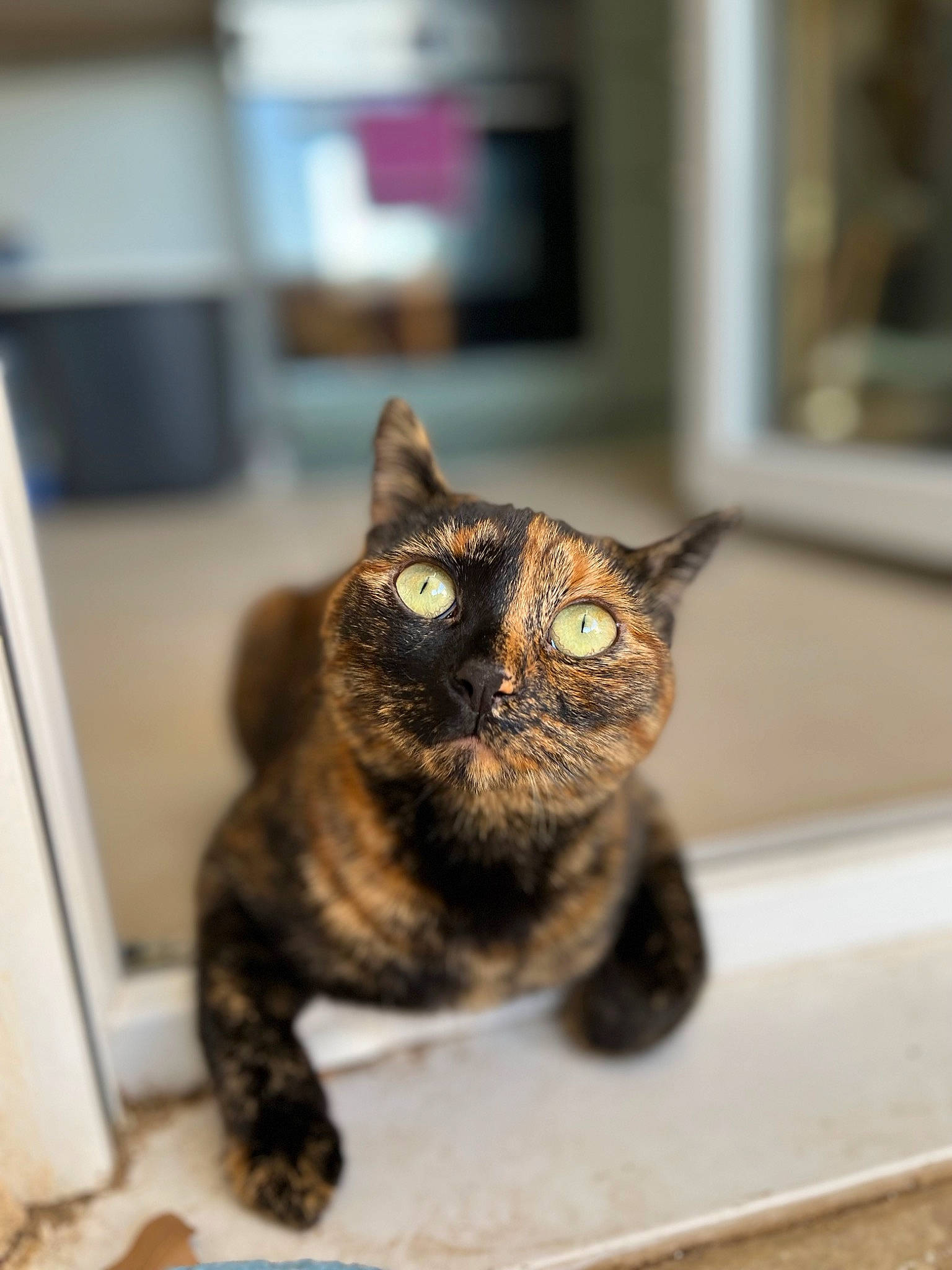 Nenelle a rejoint le concours — aidez-le/la à gagner de superbes lots ! carnivore, cat, domestic_short_haired_cat, ear, fawn, felidae, fur, small_to_medium_sized_cats, snout, tail, terrestrial_animal, whiskers, window, wood