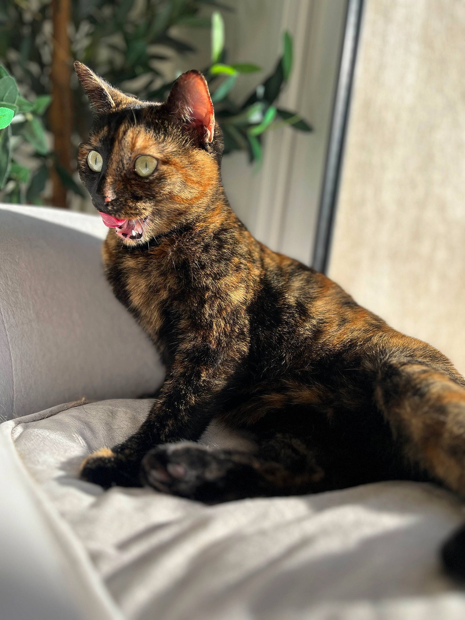 Nenelle a rejoint le concours — aidez-le/la à gagner de superbes lots ! carnivore, cat, claw, comfort, dog_breed, domestic_short_haired_cat, felidae, fur, plant, sitting, small_to_medium_sized_cats, snout, tail, terrestrial_animal, whiskers, wildlife