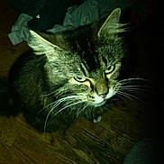 Mun is registered to the contest to win money with this photo: cat, tabby, green_eyes, whiskers, indoor, wooden_floor, clothing, dark_background, fur, pet, animal, close_up, looking_up, mammal, feline, domestic_cat, portrait, indoor_lighting, flash