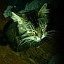 Mun joined the competition — help win amazing prizes! cat, tabby, green_eyes, whiskers, indoor, wooden_floor, clothing, dark_background, fur, pet, animal, close_up, looking_up, mammal, feline, domestic_cat, portrait, indoor_lighting, flash