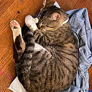 Miu joined the competition — help win amazing prizes! cat, tabby, sleeping, curled_up, paw, wood_floor, clothes, denim, indoor, pet, feline, cozy, resting, cute, animal, fur, whiskers, ears, tail, relaxed