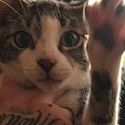 Tre joined the competition — help win amazing prizes! cat, close_up, paw, tattoo, animal, pet, feline, whiskers, indoor, curious, face, hand, fur, tabby, white, black_spots, cute, playful, portrait, domestic