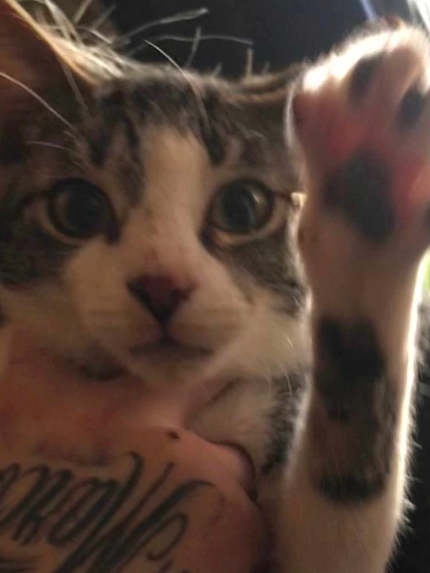 Tre joined the competition — help win amazing prizes! cat, close_up, paw, tattoo, animal, pet, feline, whiskers, indoor, curious, face, hand, fur, tabby, white, black_spots, cute, playful, portrait, domestic