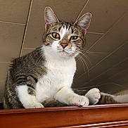 Jax is registered to the contest to win money with this photo: cat, tabby, animal, pet, feline, whiskers, paws, indoor, wooden_surface, ceiling, relaxed, closeup, expression, looking_at_camera, sitting, fur, ears, nose, eyes, house