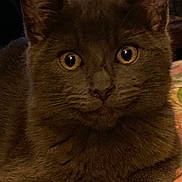 Blueder joined the competition — help win amazing prizes! cat, gray_cat, close_up, yellow_eyes, pet, feline, fur, whiskers, animal, indoor, cute, portrait, looking, face, ears, domestic_cat, mammal, curious, calm, soft_light
