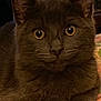 Dax joined the competition — help win amazing prizes! cat, gray_cat, close_up, yellow_eyes, pet, feline, fur, whiskers, animal, indoor, cute, portrait, looking, face, ears, domestic_cat, mammal, curious, calm, soft_light