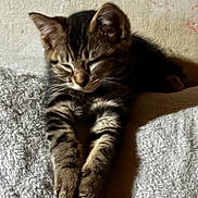 Dax joined the competition — help win amazing prizes! kitten, cat, sleeping, tabby, striped_fur, paws, shadow, texture, gray, resting, cozy, indoor, fur, animal, pet, cute, small, young, mammal, peaceful