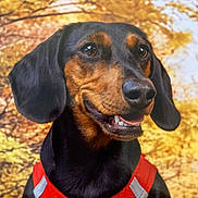 Thalys participe au concours pour gagner de l'argent avec cette photo : animal, autumn, background, black_coat, brown_coat, closeup, cute, dachshund, dog, ears, fall_leaves, happy, nature, outdoor, pet, portrait, red_harness, seasonal, smiling, tongue