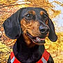 animal, autumn, background, black_coat, brown_coat, closeup, cute, dachshund, dog, ears, fall_leaves, happy, nature, outdoor, pet, portrait, red_harness, seasonal, smiling, tongue