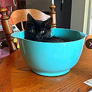 Gigi is registered to the contest to win money with this photo: cat, black_cat, pet, animal, bowl, mixing_bowl, turquoise, wooden_table, kitchen, chair, indoor, portrait, fluffy, fur, green_eyes, sitting, cute, funny, home, photograph