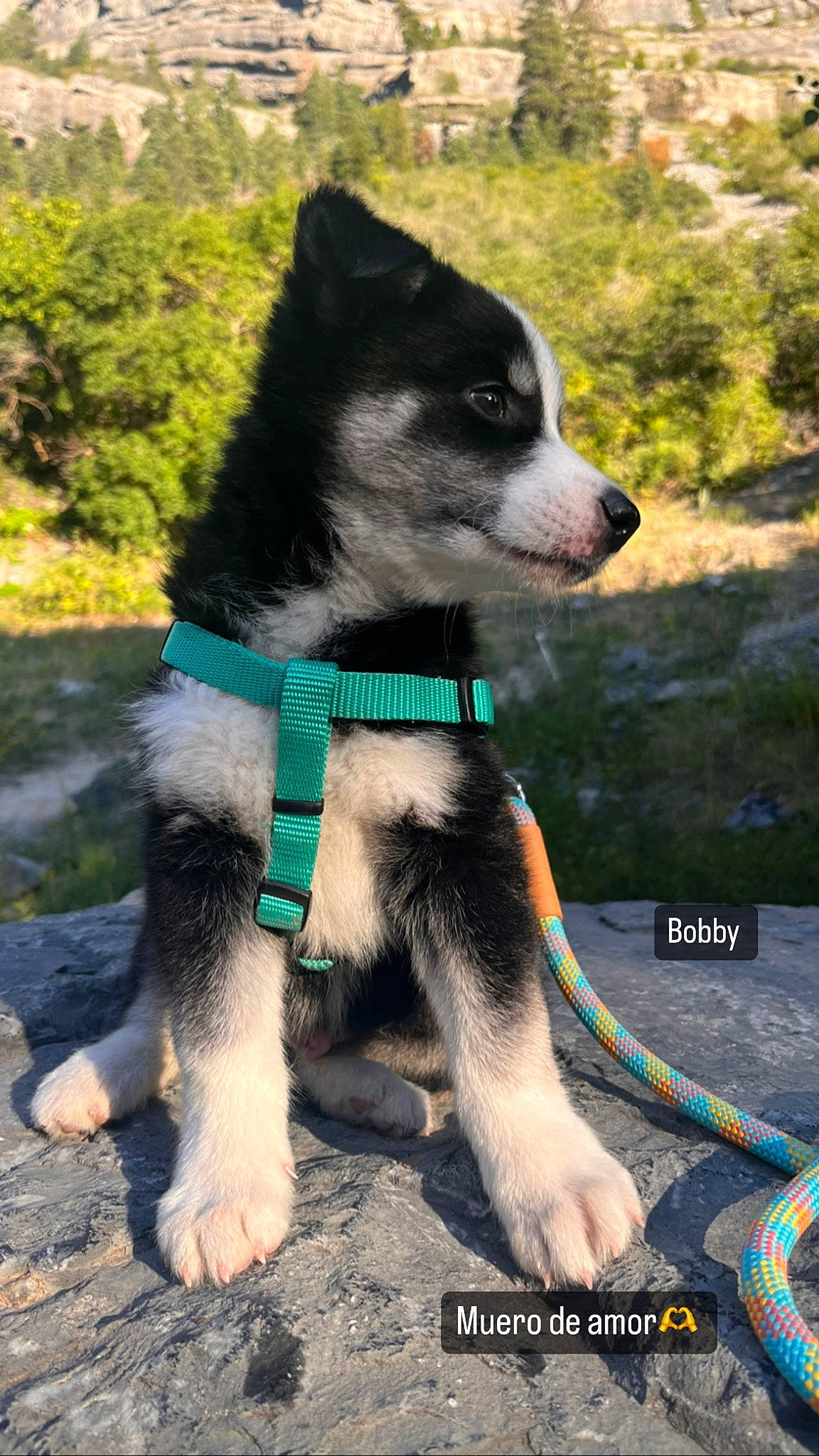Bobby is registered to the contest to win money with this photo: canidae, carnivore, collar, companion_dog, dog, dog_breed, dog_collar, dog_supply, fashion_accessory, fur, grass, leash, pet_supply, plant, snout, sporting_group, tail, terrestrial_animal, tree, working_animal