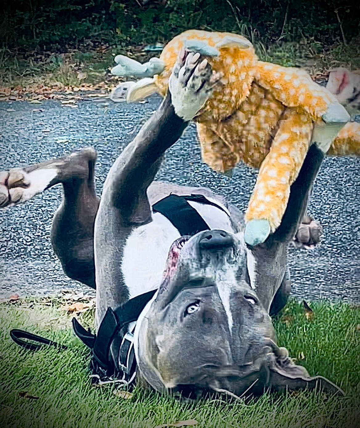 Zane joined the competition — help win amazing prizes! art, big_cats, fawn, felidae, foot, fun, fur, grass, grassland, happy, horn, human_body, human_leg, leisure, organism, people_in_nature, plant, tail, terrestrial_animal, wilderness