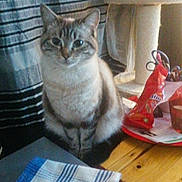 Prada participe au concours pour gagner de l'argent avec cette photo : cat, indoor, table, cloth, snack, scratching_post, wooden_surface, curtains, pet, feline, striped, domestic_animal, household_items, seated, looking_at_camera, cozy, home, window, light, curious