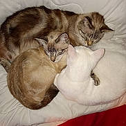 Bianca a rejoint le concours — aidez-le/la à gagner de superbes lots ! animal, beige, blanket, brown, cat, companion, cozy, curled_up, cute, domestic, feline, fur, indoor, mammal, nap, pet, resting, sleeping, soft, white