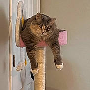 Cloudy joined the competition — help win amazing prizes! cat, gray_cat, cat_perch, cat_tree, indoor, pet, feline, relaxed, lounging, dangling_legs, pink, scratching_post, fur, whiskers, ears, claws, door, wall, home, animal