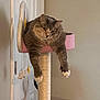cat, gray_cat, cat_perch, cat_tree, indoor, pet, feline, relaxed, lounging, dangling_legs, pink, scratching_post, fur, whiskers, ears, claws, door, wall, home, animal