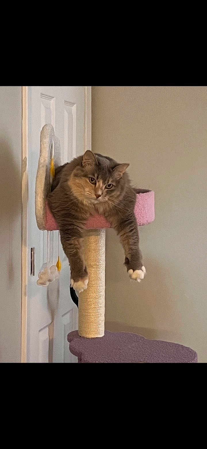 Cloudy joined the competition — help win amazing prizes! cat, gray_cat, cat_perch, cat_tree, indoor, pet, feline, relaxed, lounging, dangling_legs, pink, scratching_post, fur, whiskers, ears, claws, door, wall, home, animal