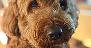 Charlie is registered to the contest to win money with this photo: dog, close_up, curly_fur, brown_fur, pet, animal, indoor, portrait, canine, nose, eyes, fluffy, cute, companion, fur_texture, domestic_animal, looking, soft_background, warm_light, friendly