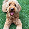 Charlie is registered to the contest to win money with this photo: dog, curly_fur, tongue_out, grass, outdoor, pet, canine, happy, animal, cute, lying_down, brown_fur, closeup, nature, friendly, mammal, playful, domestic_animal, fur, tongue