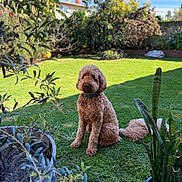 Charlie joined the competition — help win amazing prizes! dog, garden, grass, plant, potted_plant, greenery, sunlight, outdoor, nature, canine, curly_fur, collar, leisure, backyard, shrub, tree, blue_sky, pet, sitting, daytime
