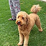 Charlie joined the competition — help win amazing prizes! dog, grass, outdoor, pet, canine, curly_fur, tail, tongue, pajama_pants, footwear, sandals, person, patterned_clothing, greenery, lawn, animal, cute, fluffy, standing, daylight